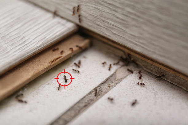 Best Best Pest Control Companies  in Crowley, LA