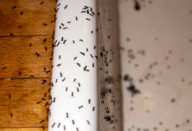 Best Pest Control Near Me in Crowley, LA